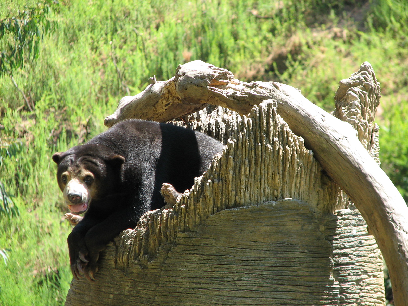 Malayan Sun Bear Exhibit