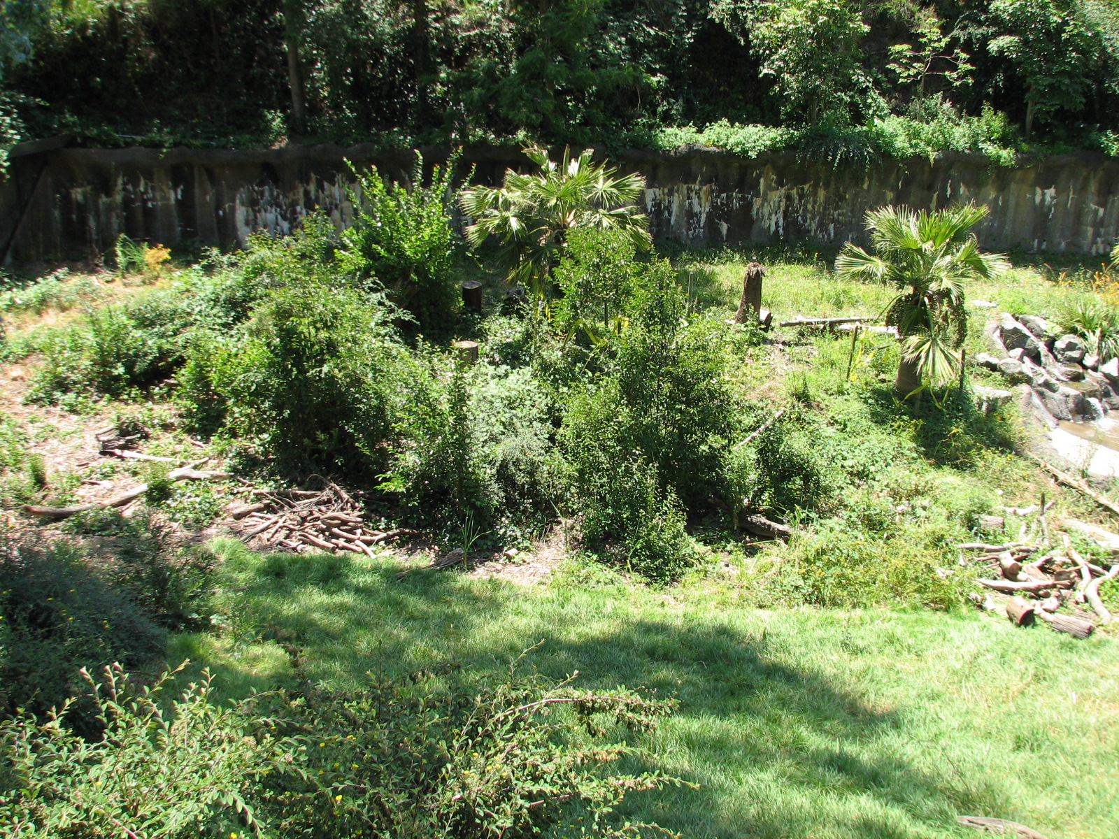 Malayan Sun Bear Exhibit