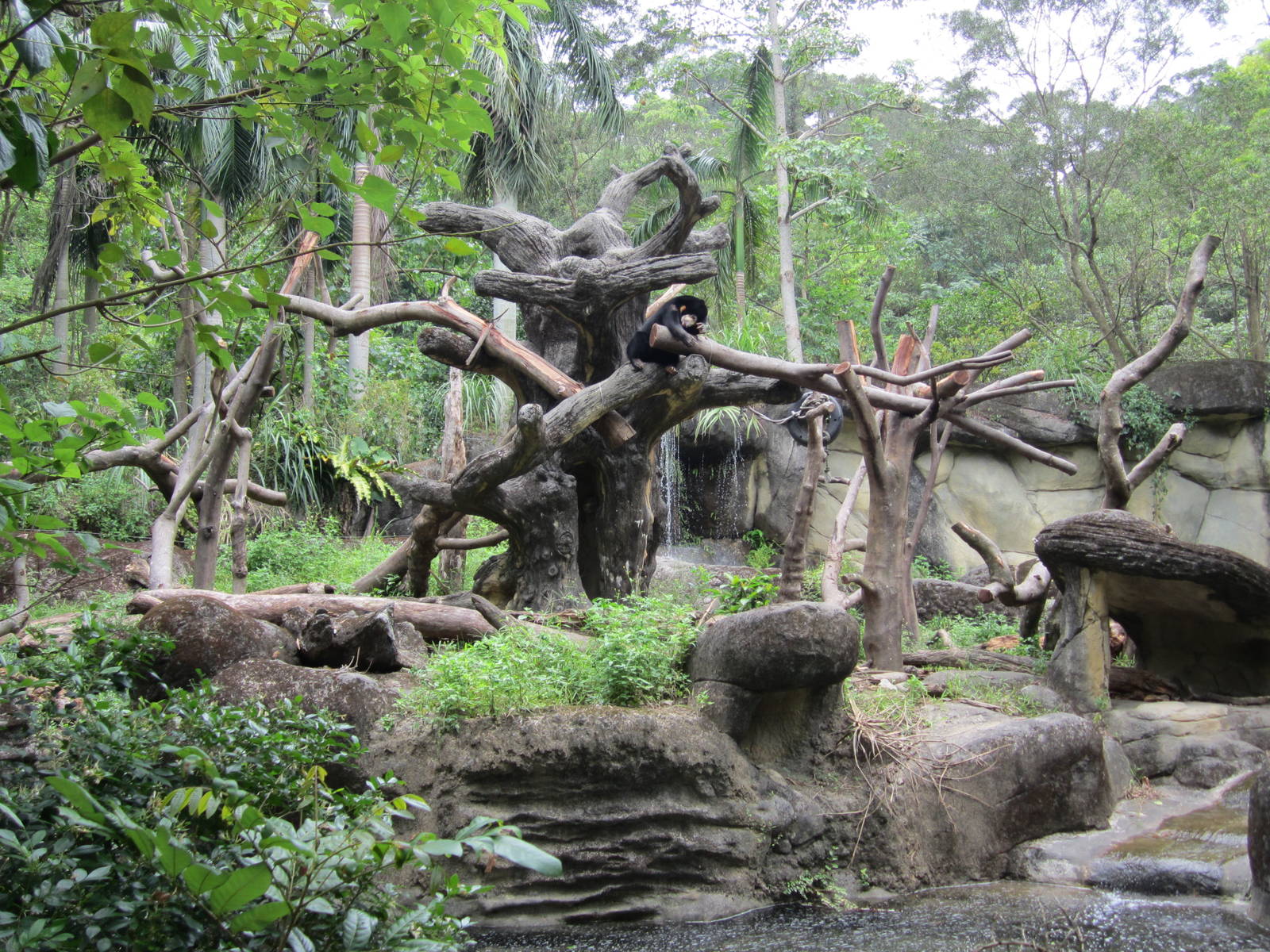 Malayan sun bear exhibit