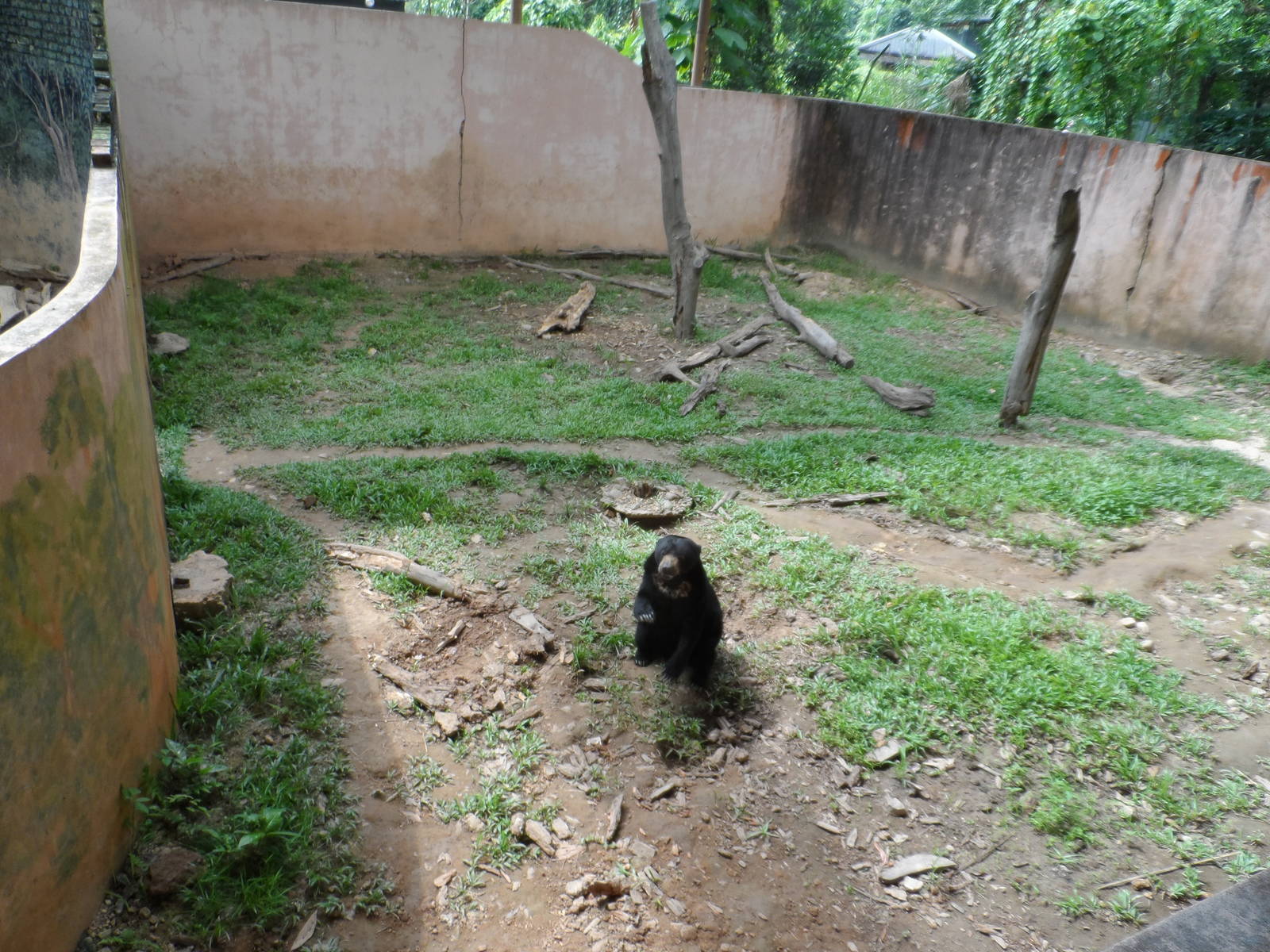 Malayan Sun Bear Exhibit