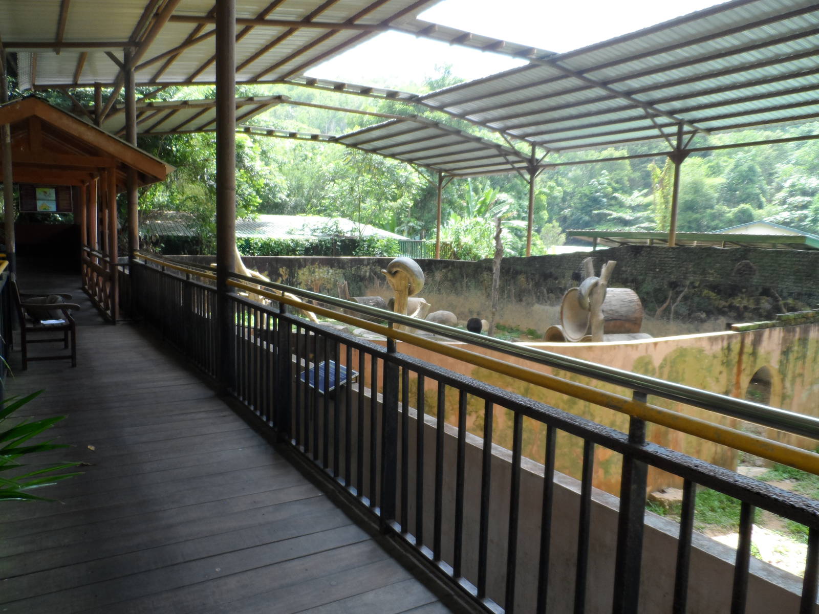 Malayan Sun Bear Exhibit