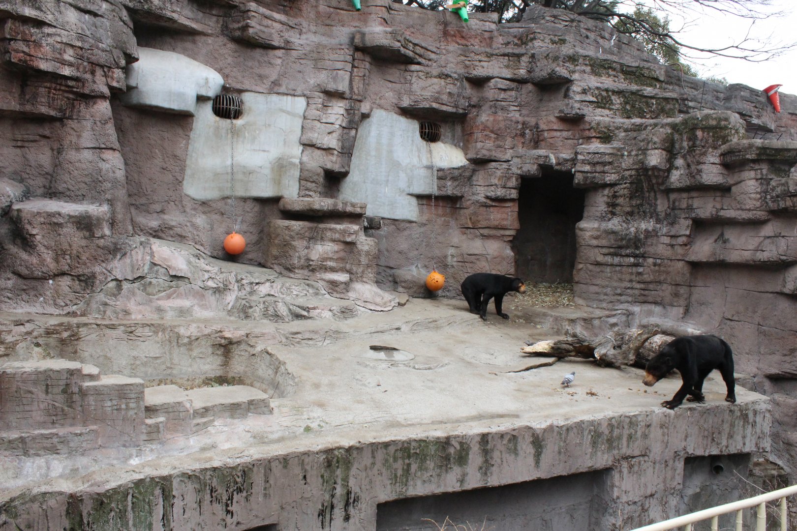 Malayan sun bear exhibit