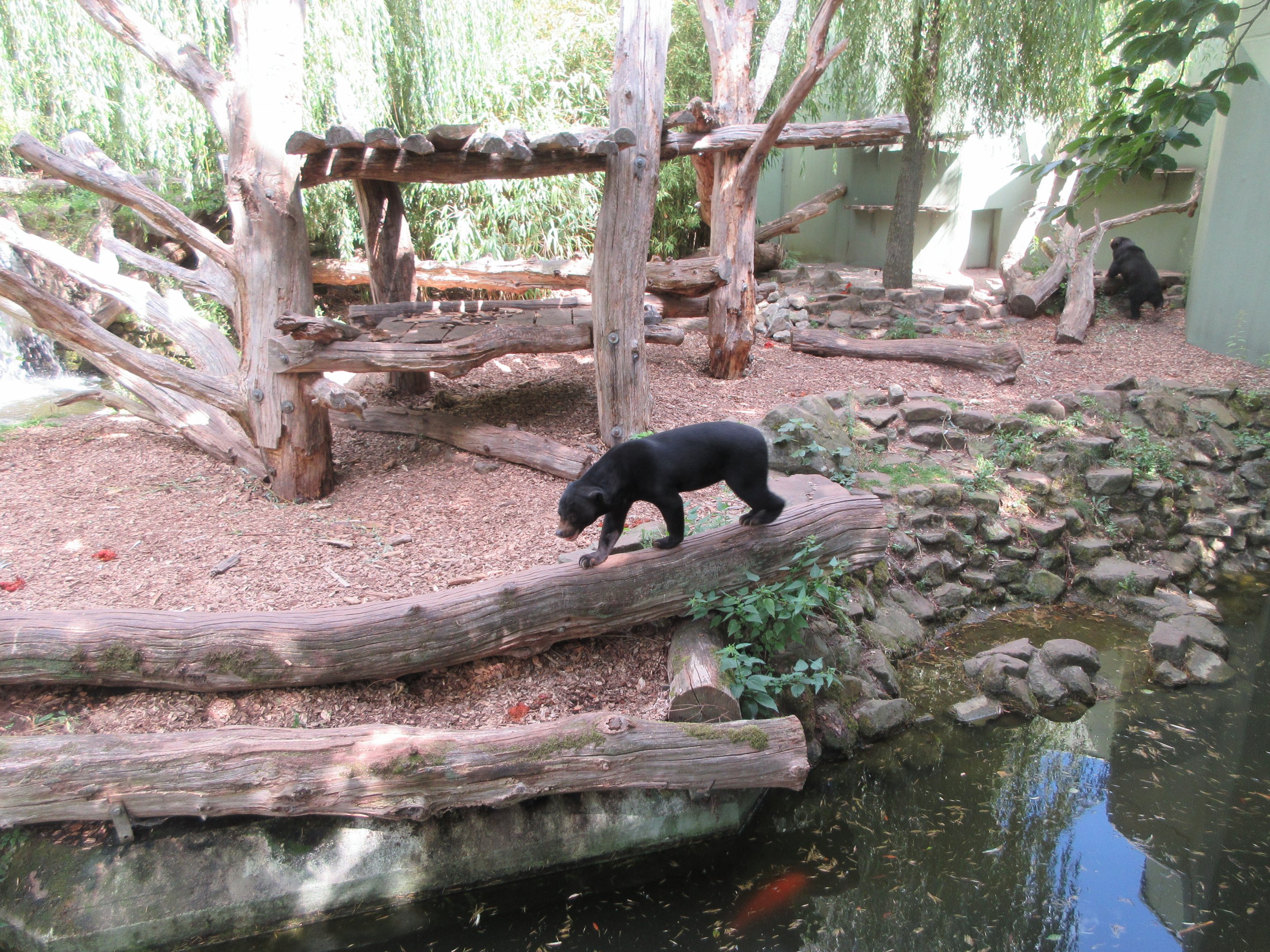 Malayan Sun Bear Exhibit