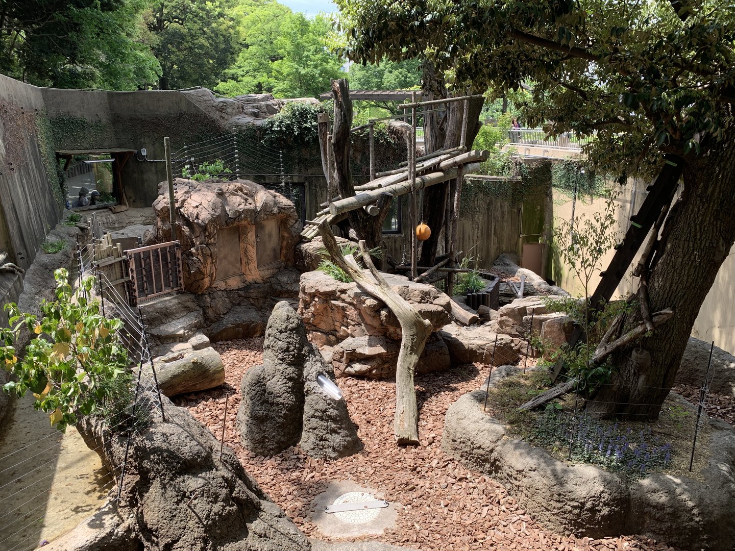 Malayan Sun Bear Exhibit