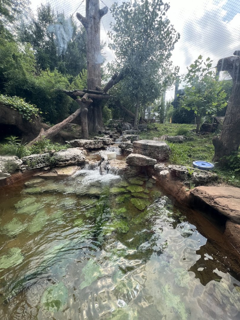 Malayan Sun Bear Exhibit