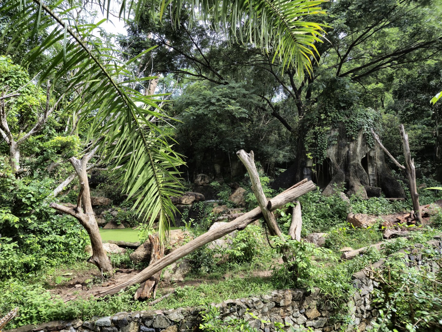 Malayan Sun Bear exhibit