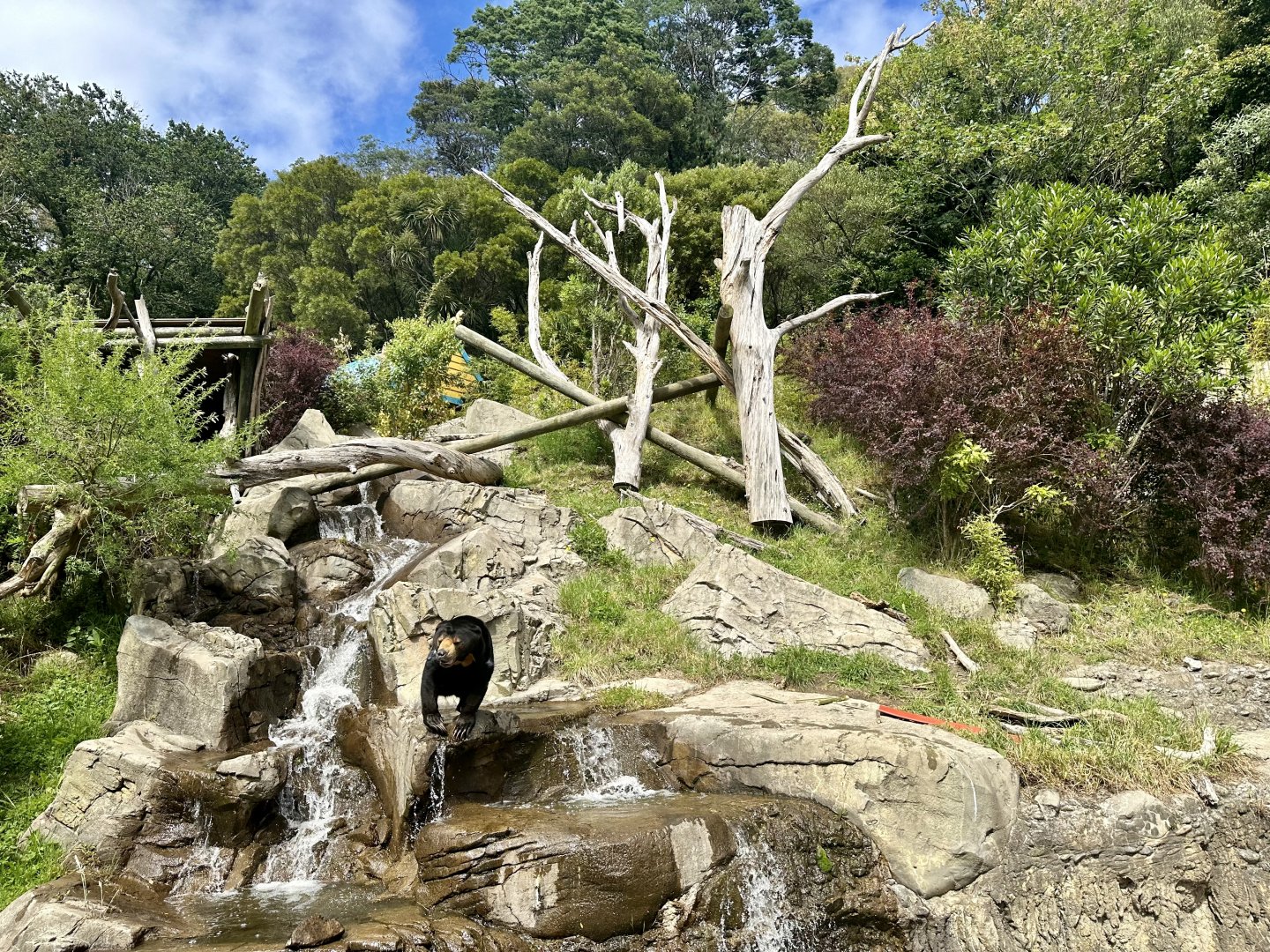 Malayan Sun Bear Exhibit