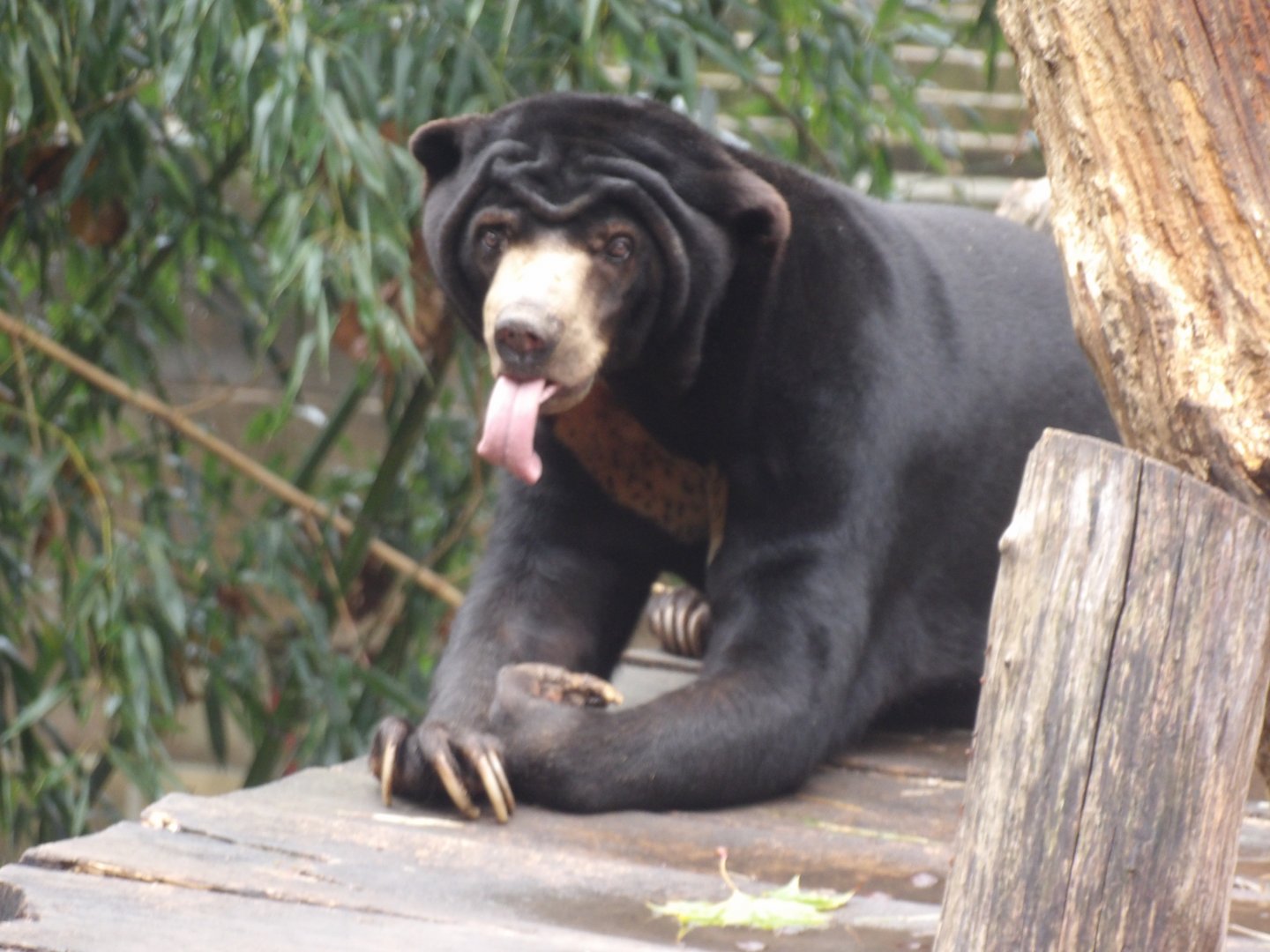 Malayan Sun Bear(Helarctos malayanus malayanus) - dec 2023