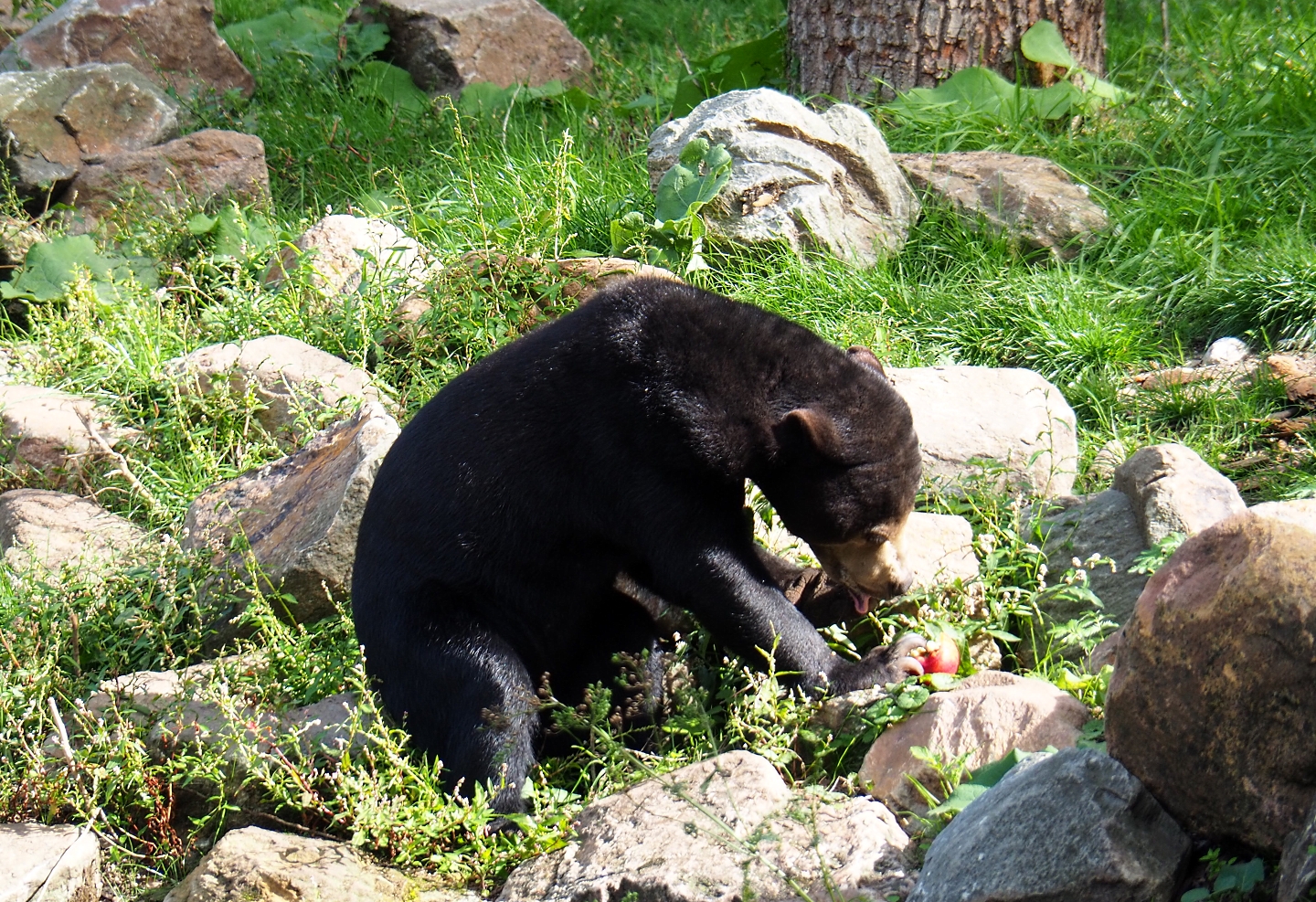 Malayan sun bear (Helarctos malayanus malayanus), Sep 16th, 2018