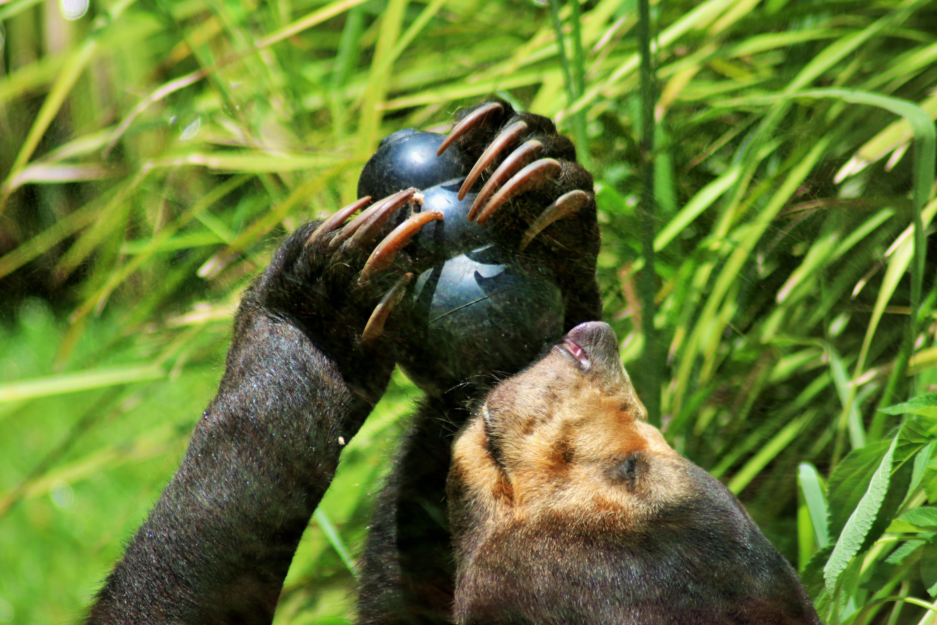 Malayan Sun Bear (Helarctos malayanus malayanus)