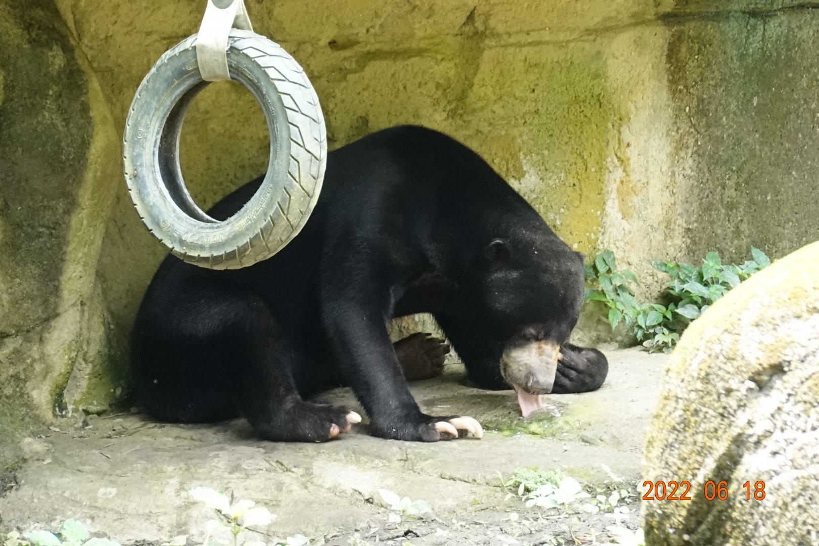 Malayan Sun Bear (Helarctos malayanus malayanus)