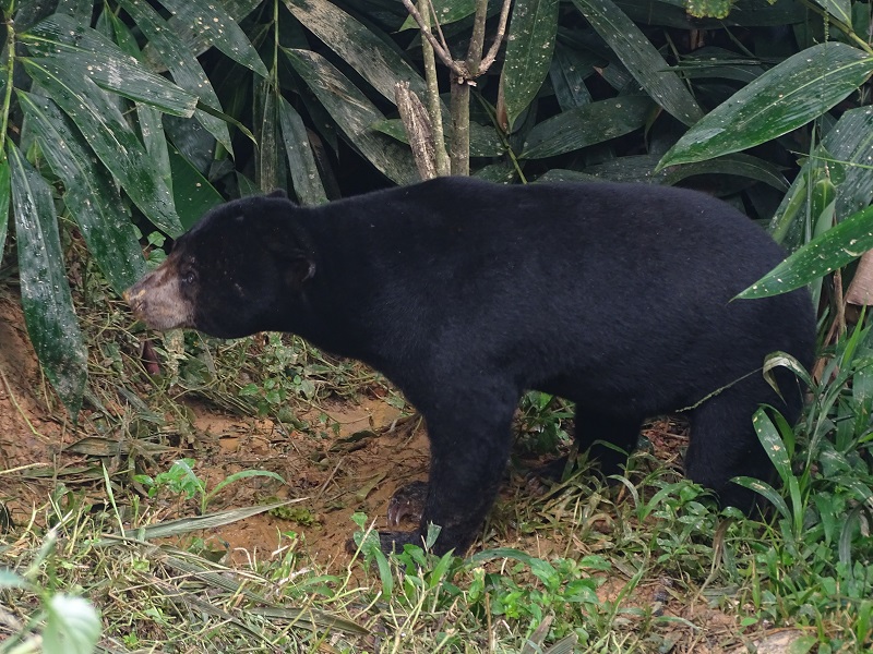 Malayan sun bear (Helarctos malayanus malayanus)