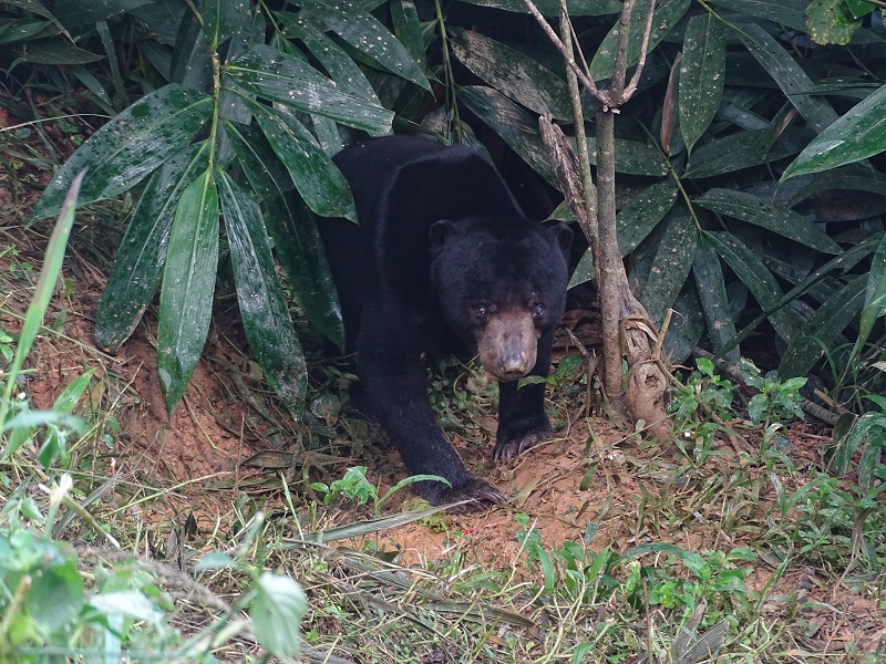 Malayan sun bear (Helarctos malayanus malayanus)