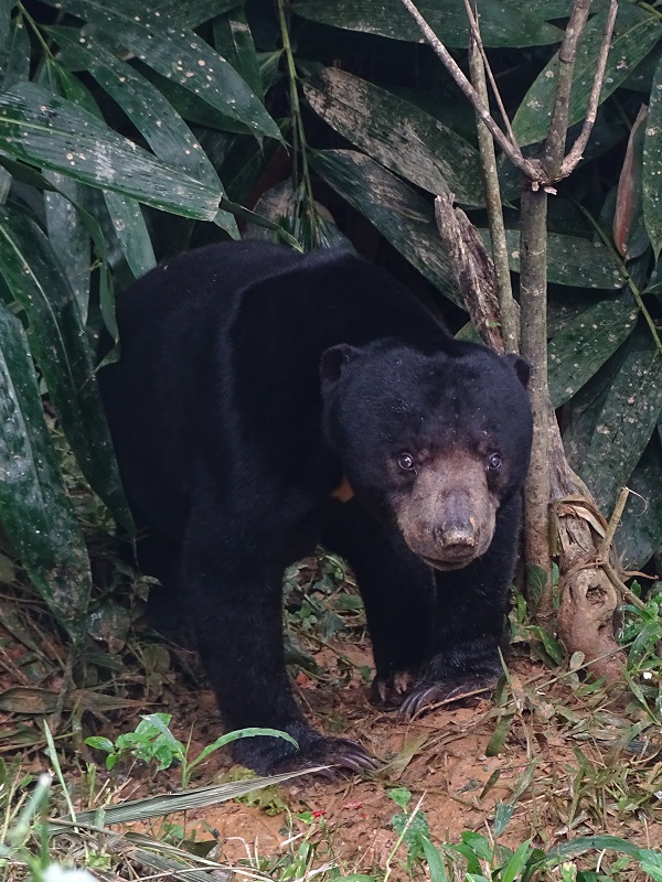 Malayan sun bear (Helarctos malayanus malayanus)