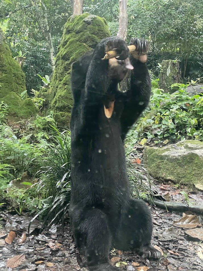 Malayan Sun Bear (Helarctos malayanus malayanus)