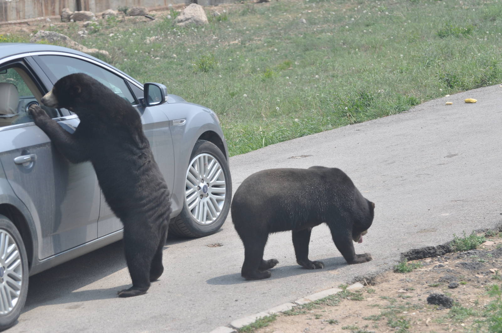 Malayan sun bear/ Helarctos malayanus