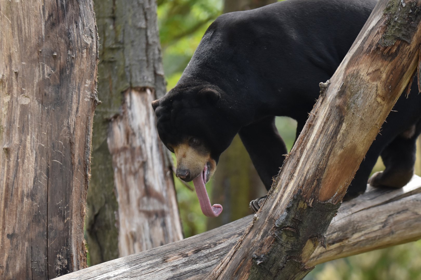 Malayan sun bear (Helarctos malayanus)