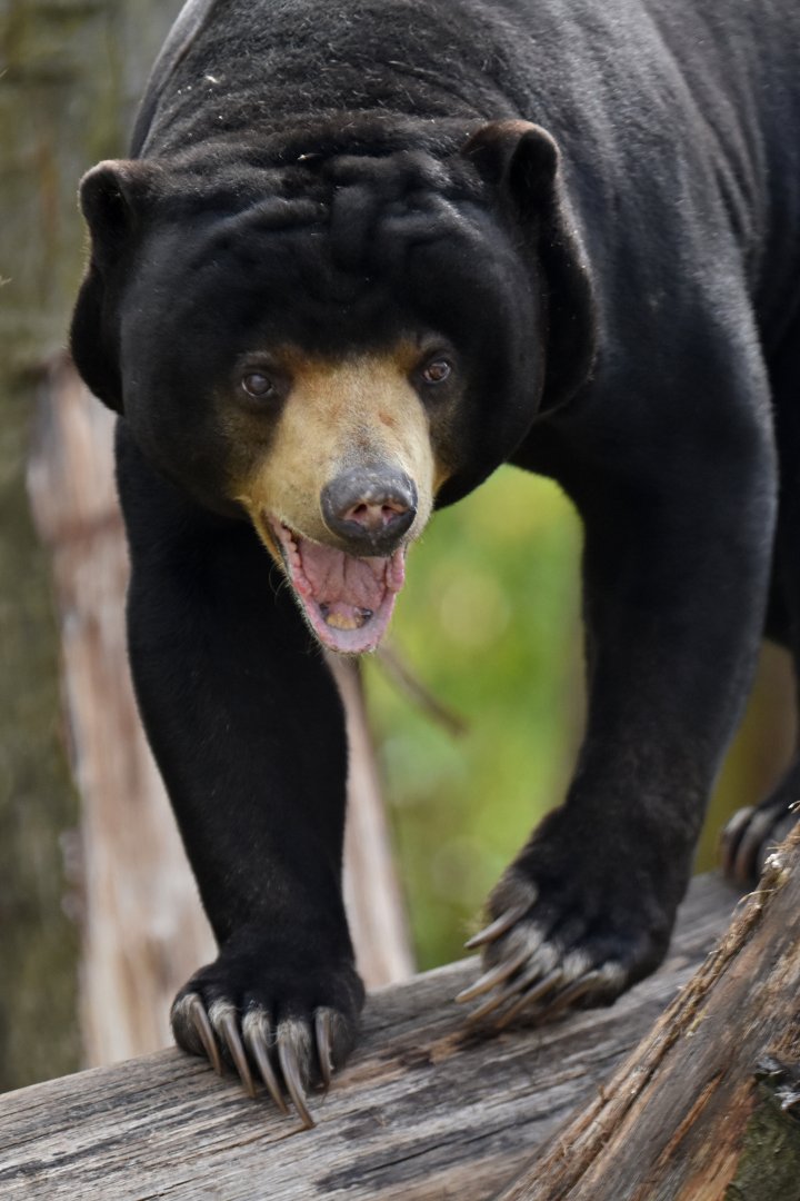Malayan sun bear (Helarctos malayanus)