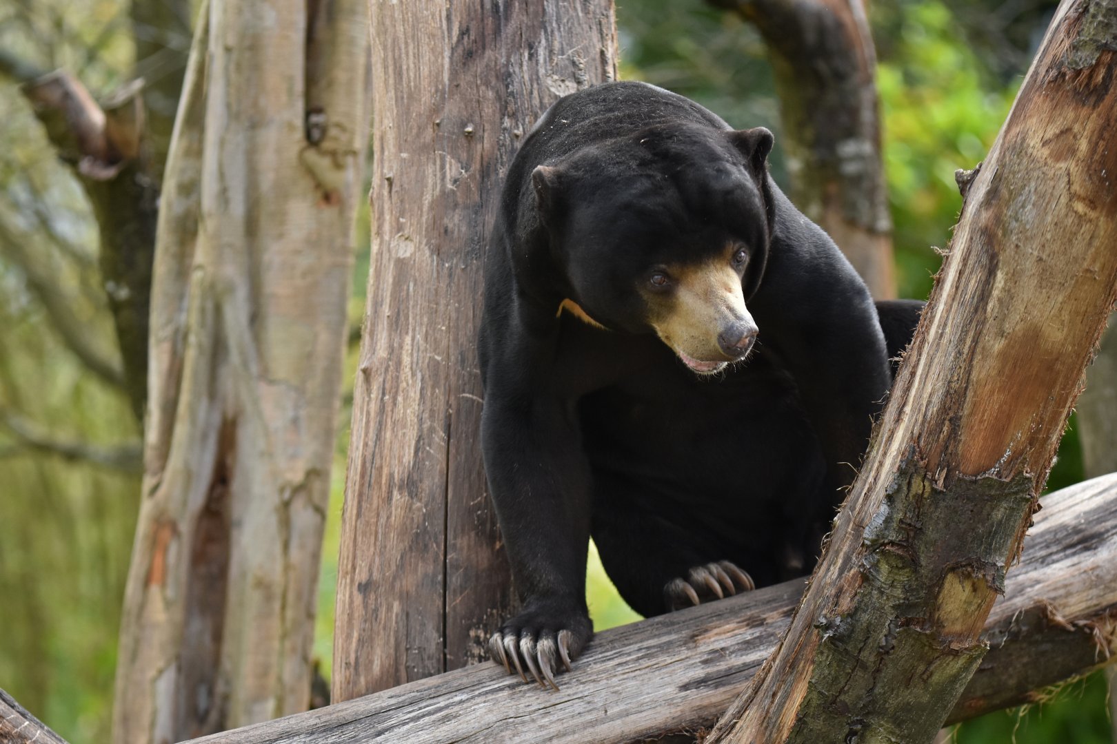 Malayan sun bear (Helarctos malayanus)