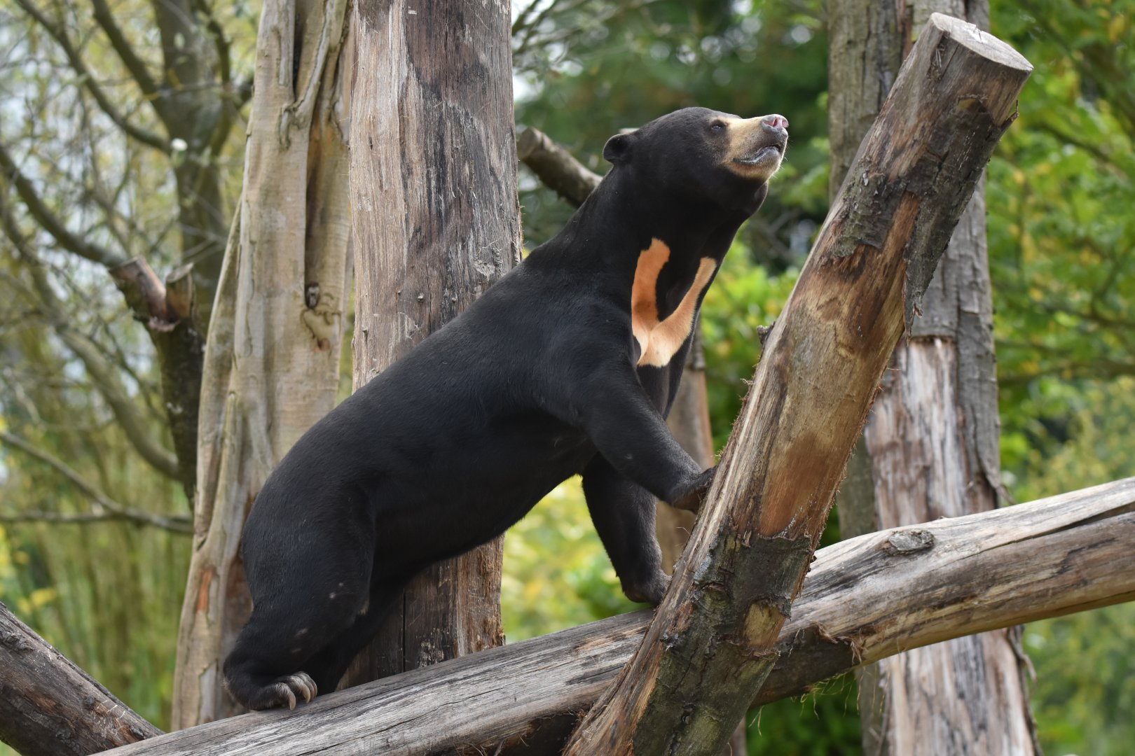 Malayan sun bear (Helarctos malayanus)