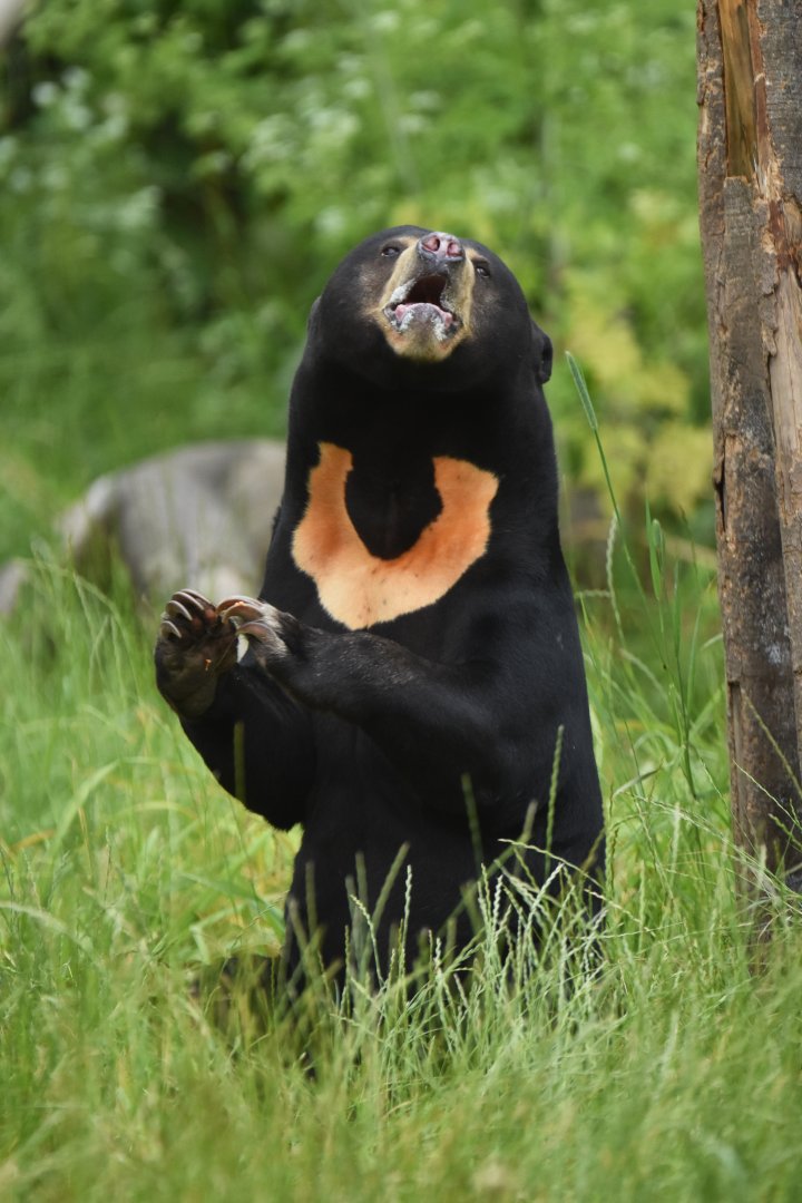 Malayan sun bear (Helarctos malayanus)