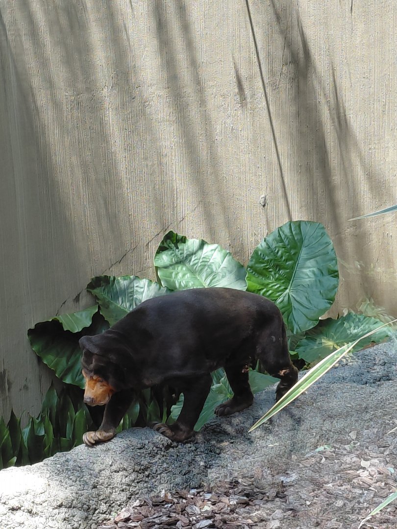 Malayan Sun Bear (Helarctos malayanus)