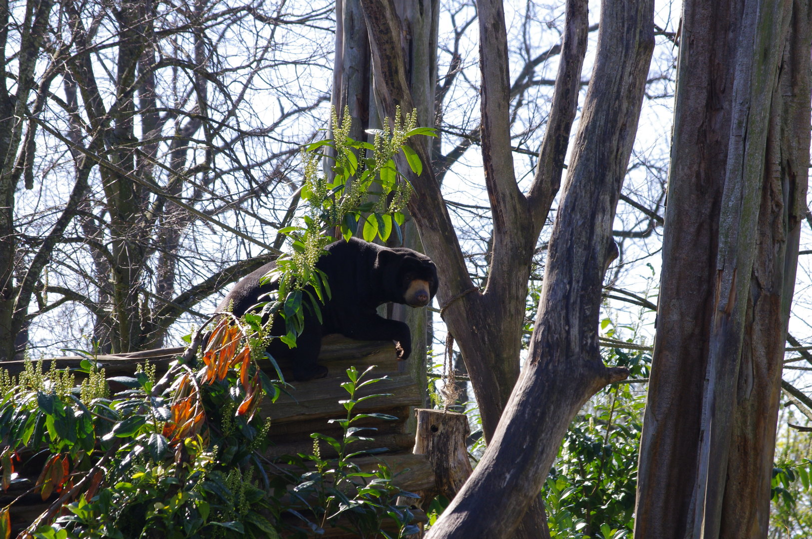 Malayan Sun Bear (ID?)- Islands- Chester Zoo 4/4/2023