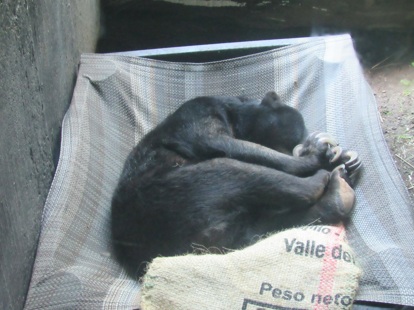 Malayan Sun Bear in Tiger Valley