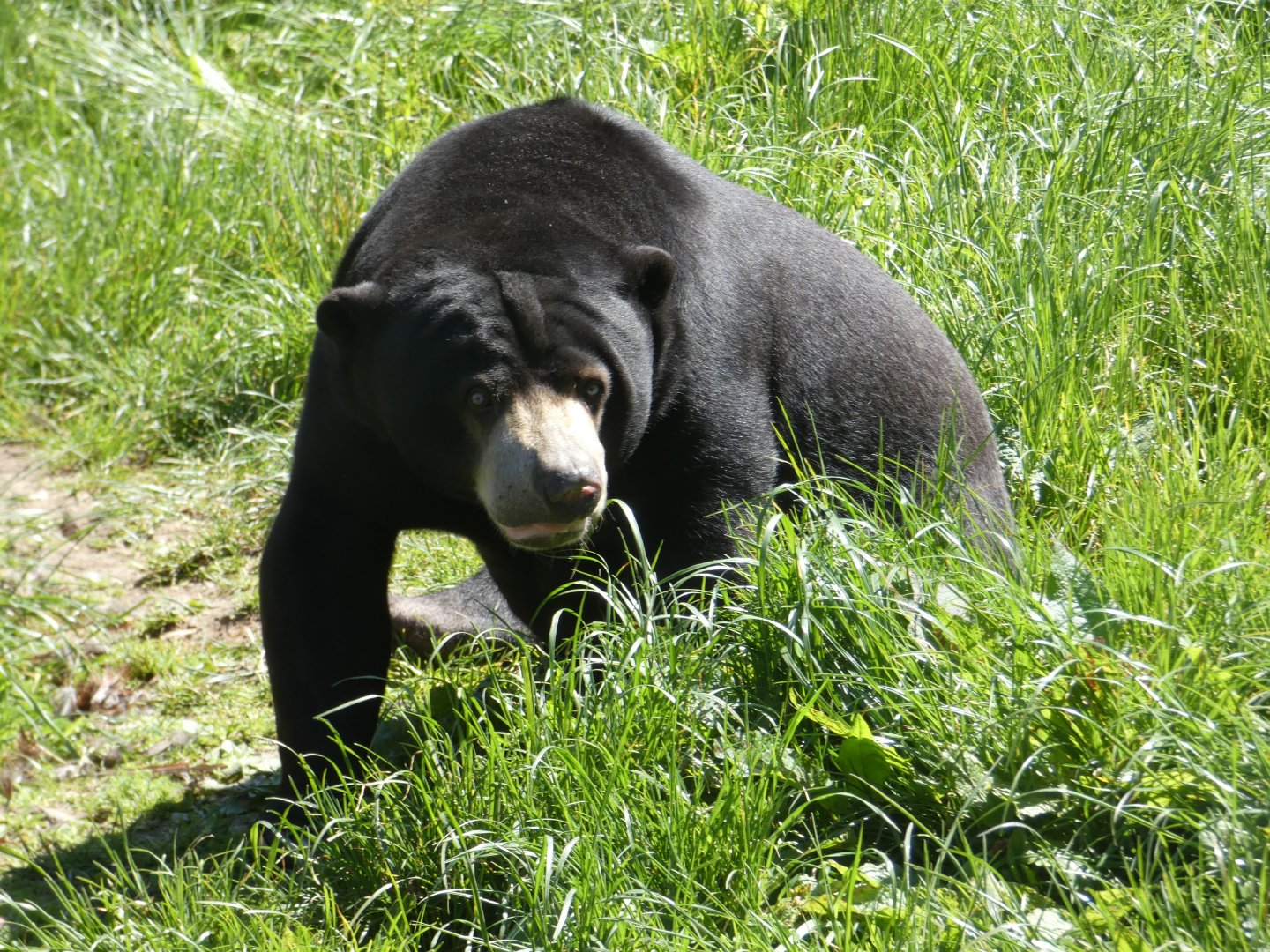 Malayan sun bear, Indera