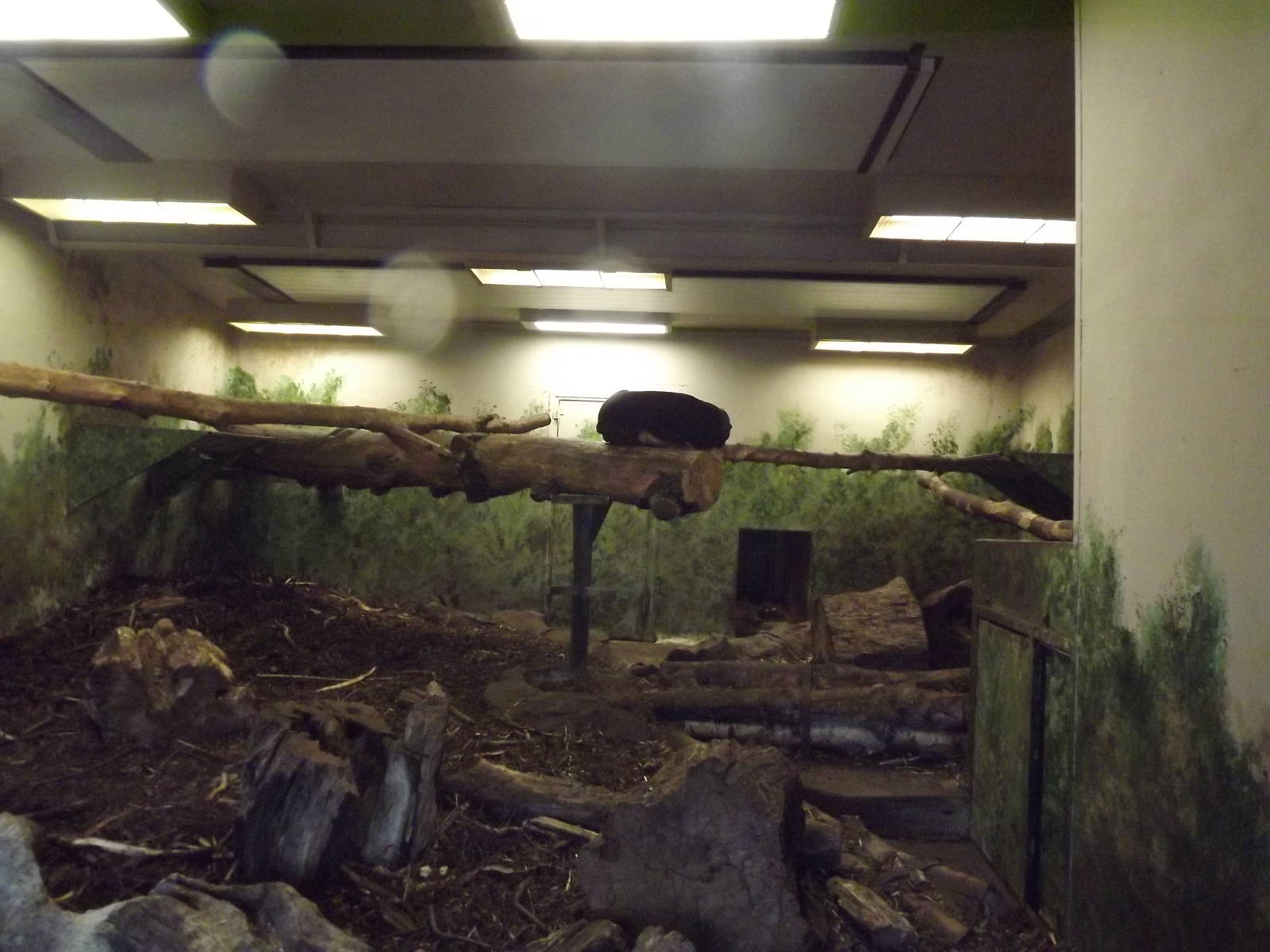 Malayan sun bear indoor area at Edinburgh Zoo 28/12/11