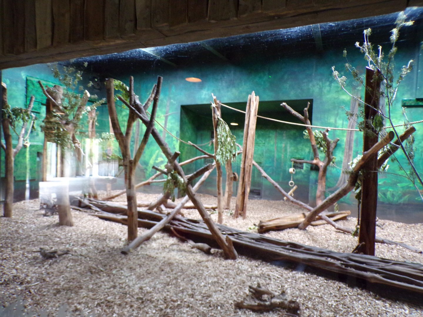 Malayan sun bear indoors 29.6.24