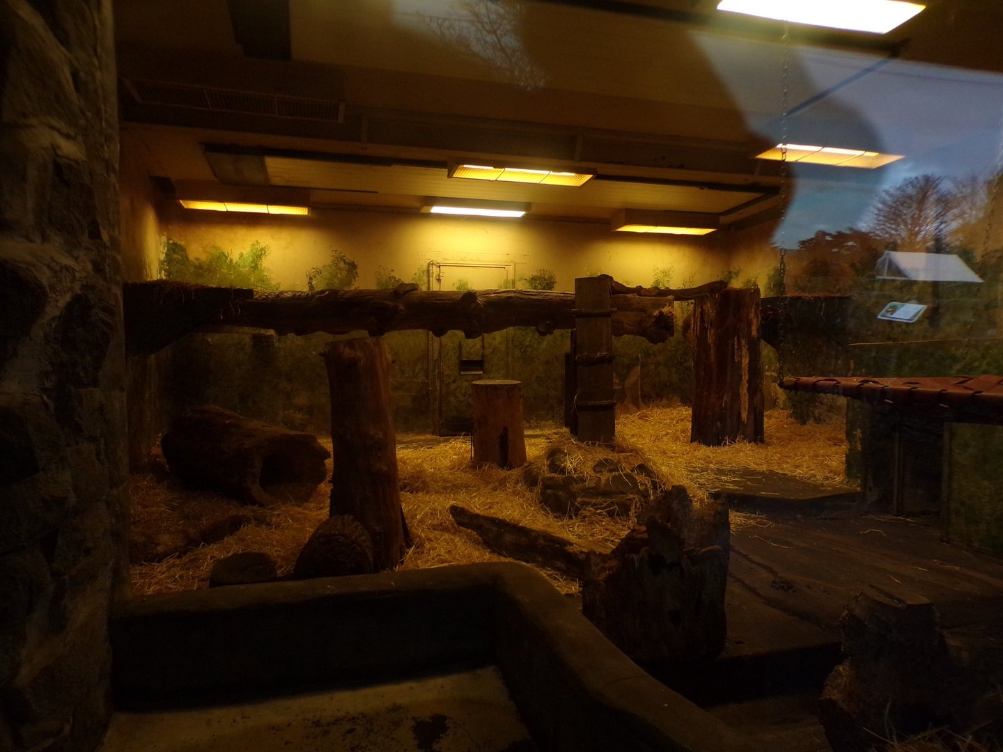 Malayan sun bear indoors