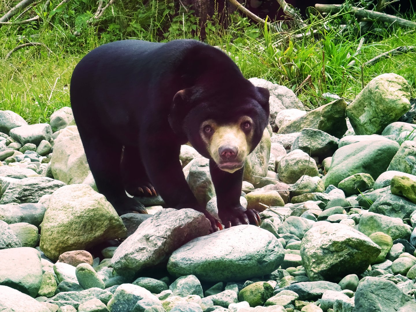 Malayan Sun Bear, July 2019