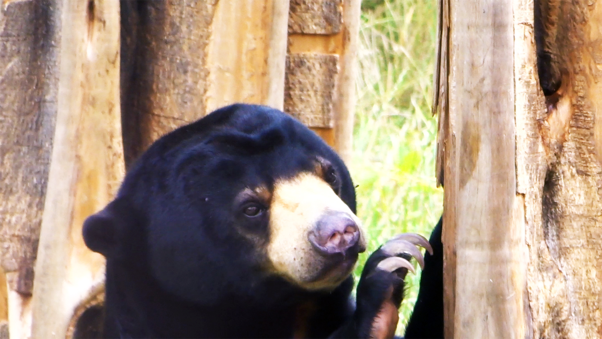 Malayan Sun Bear, July 2019