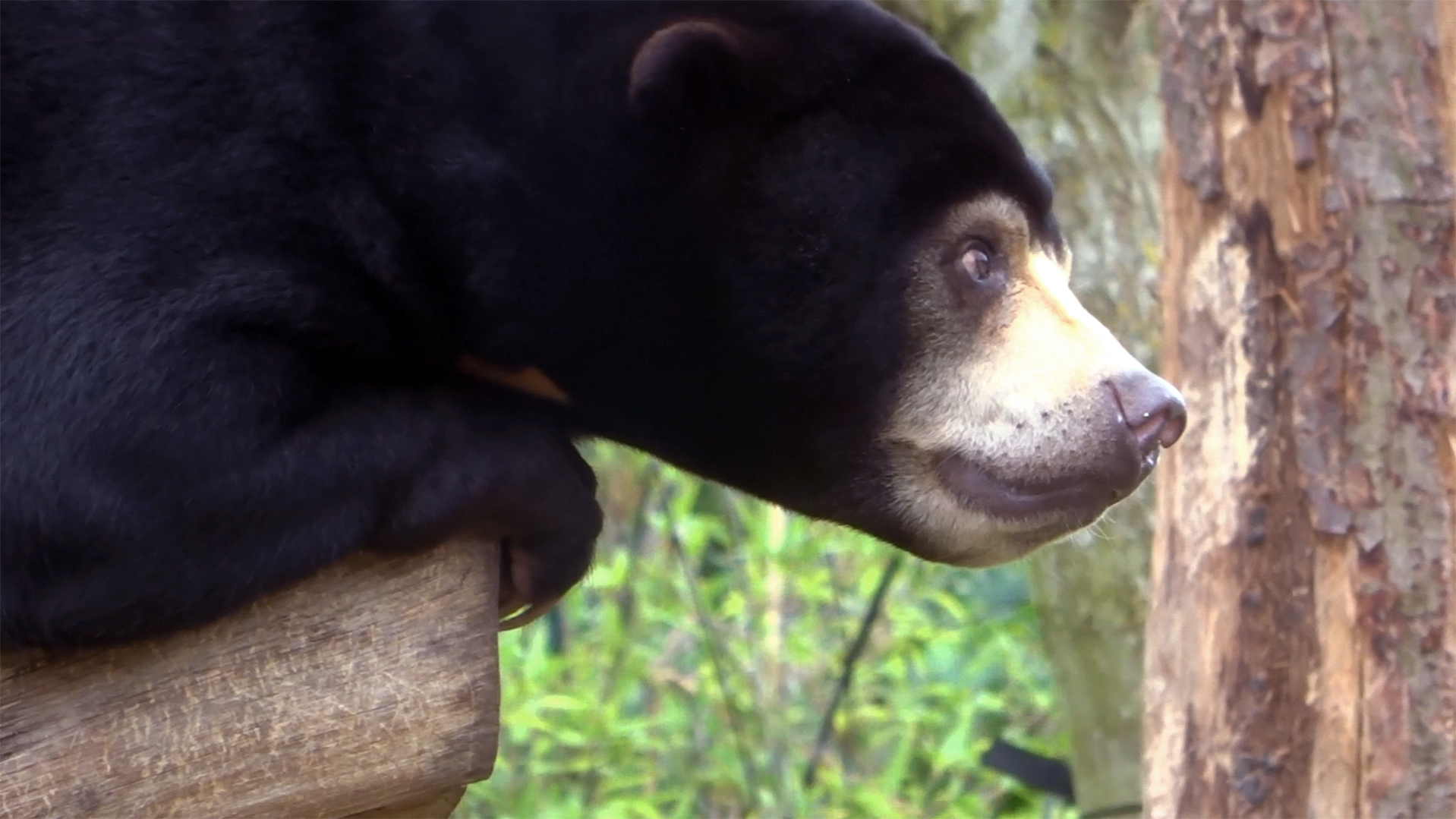 Malayan Sun Bear, July 2019
