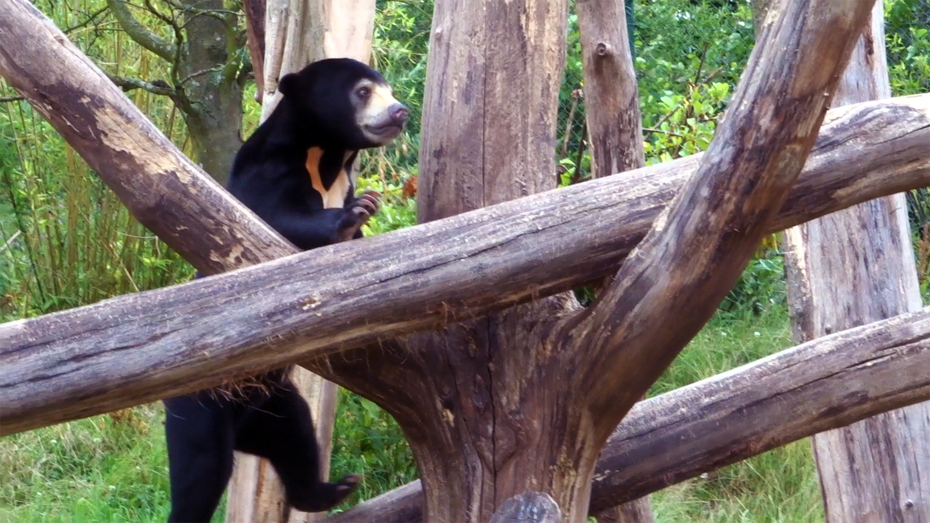Malayan Sun Bear, July 2019
