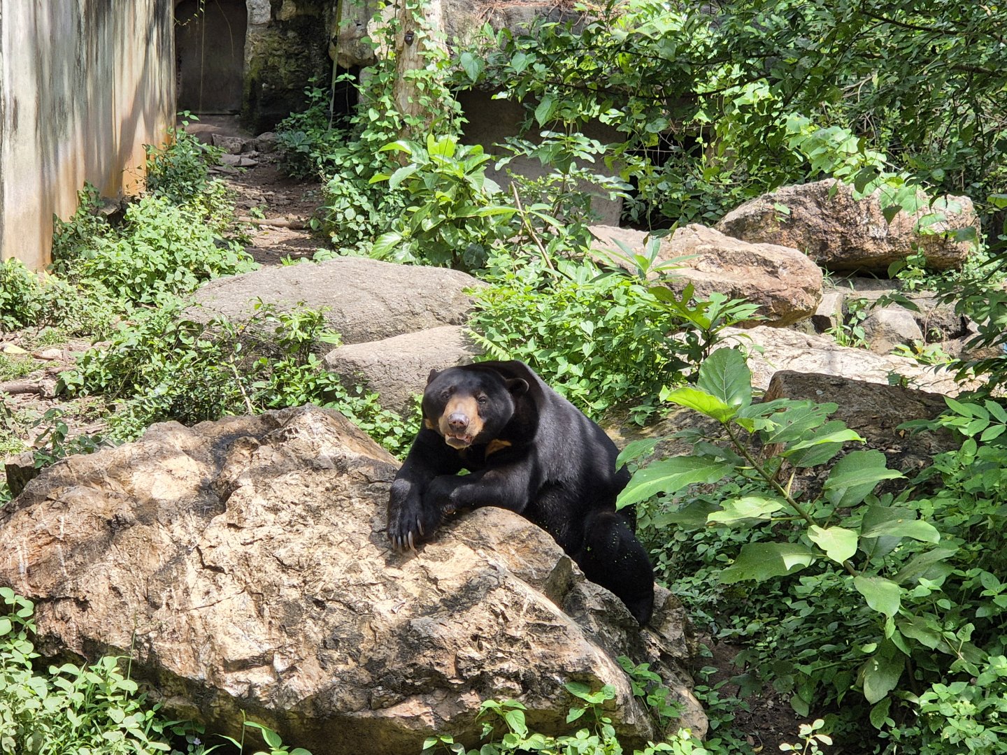 Malayan Sun Bear, male