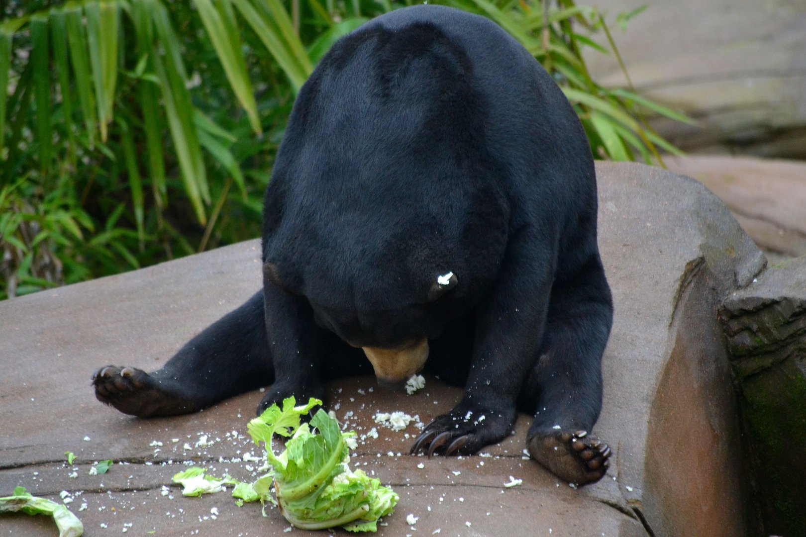 Malayan Sun Bear - March 2017