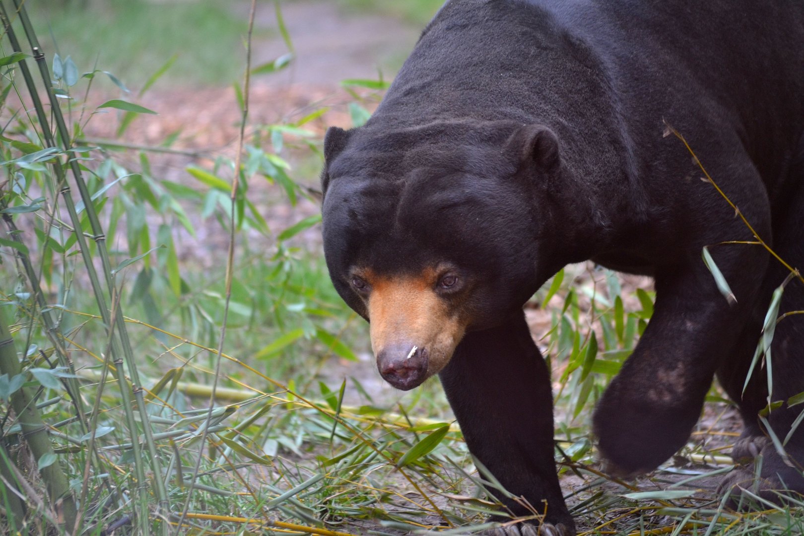 Malayan Sun Bear - March 2018