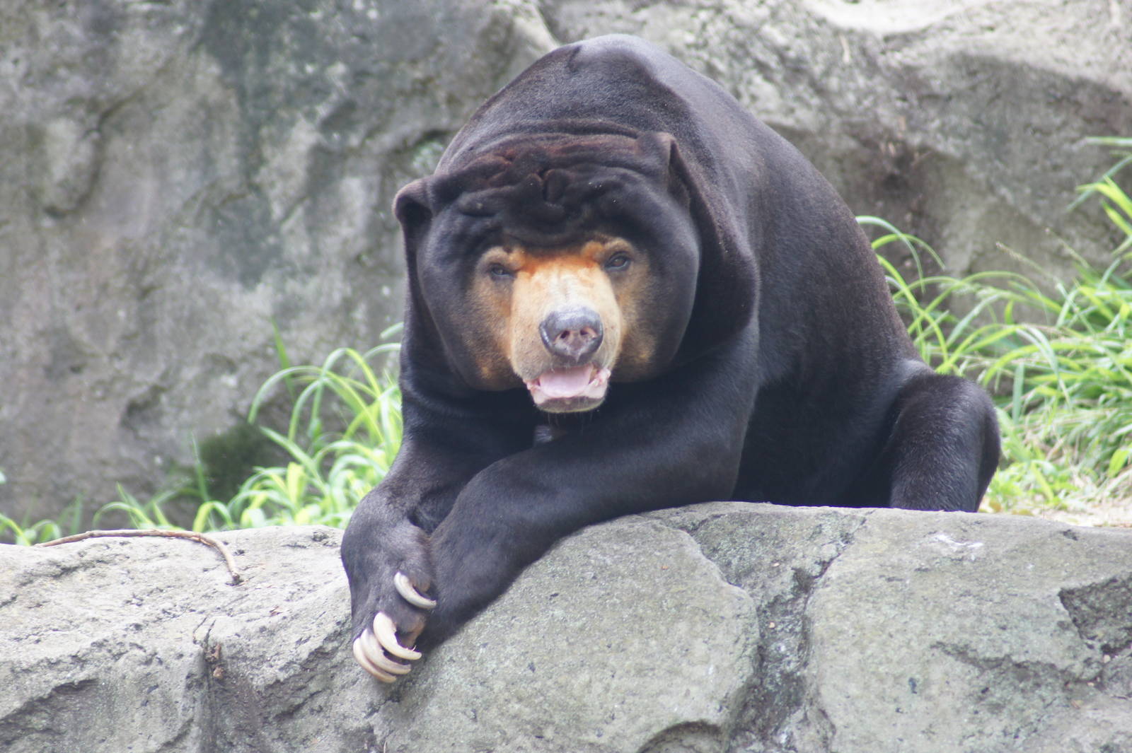 (Malayan sun bear) Mr Hobbs