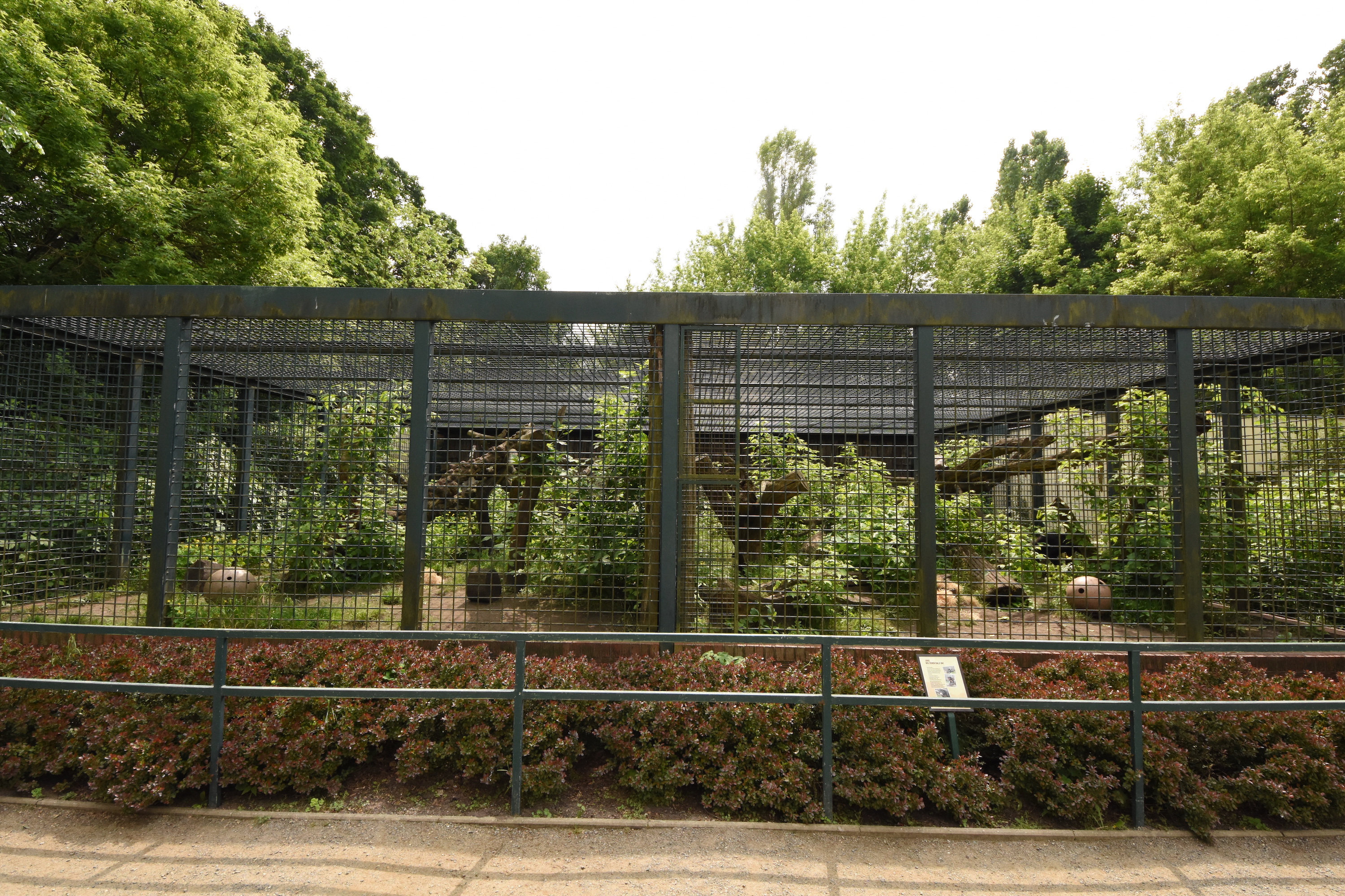 Malayan sun bear outdoors