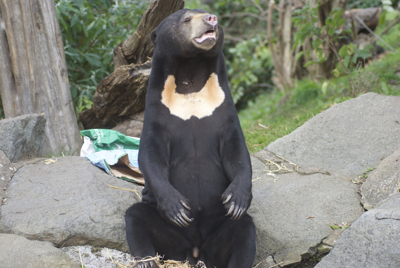 Malayan sun bear Rotana