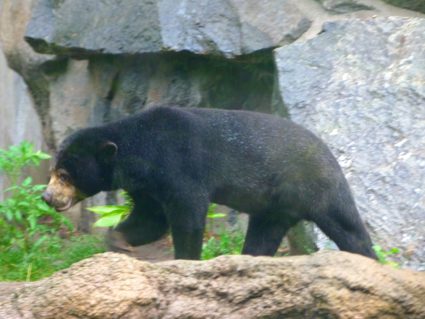 Malayan sun bear -Tierpark Berlin (2024)