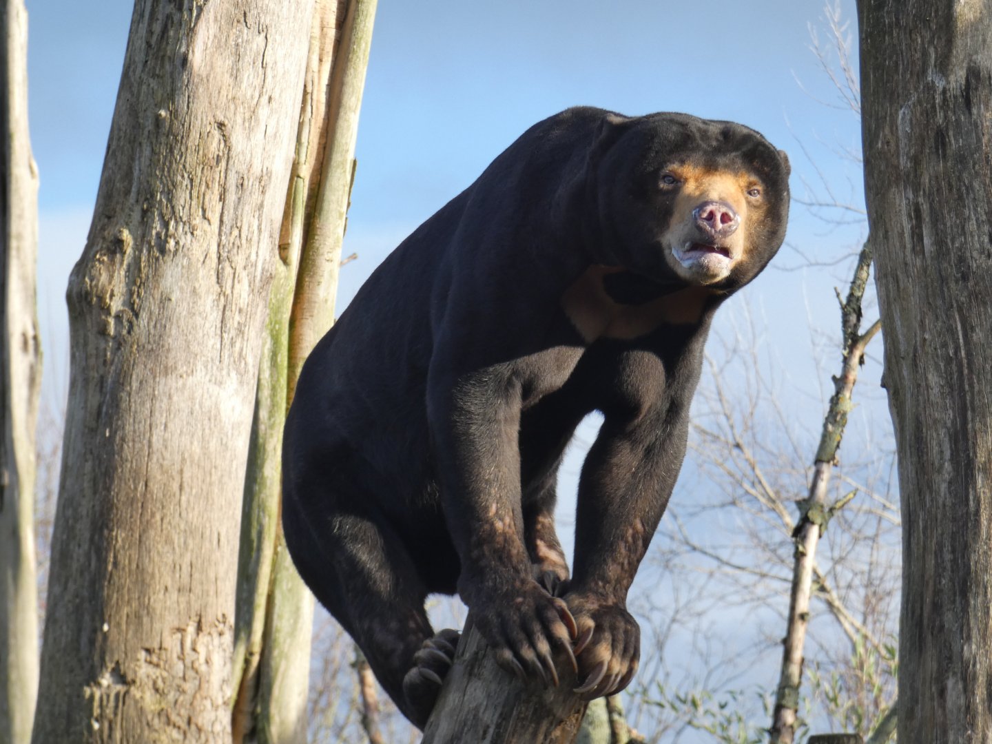 Malayan sun bear 'Toni'