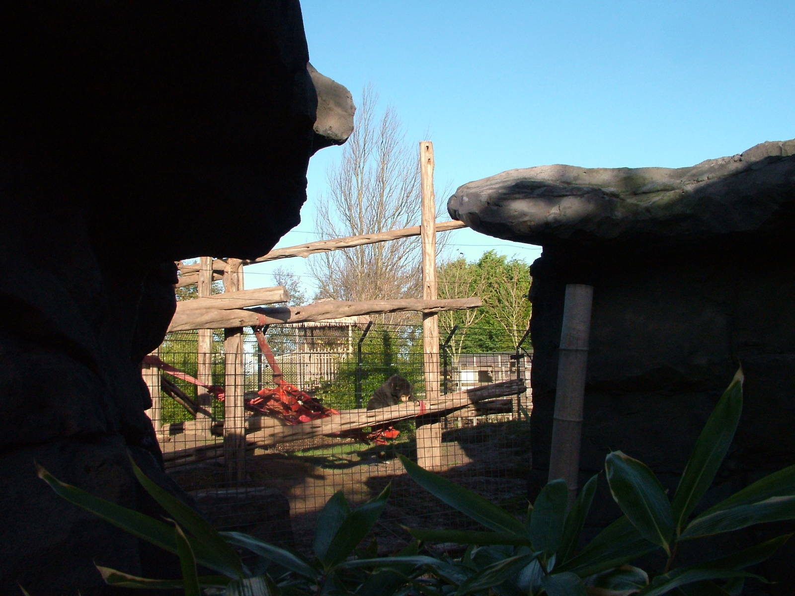 Malayan Sun Bear viewing at the RSCC 28/11/09