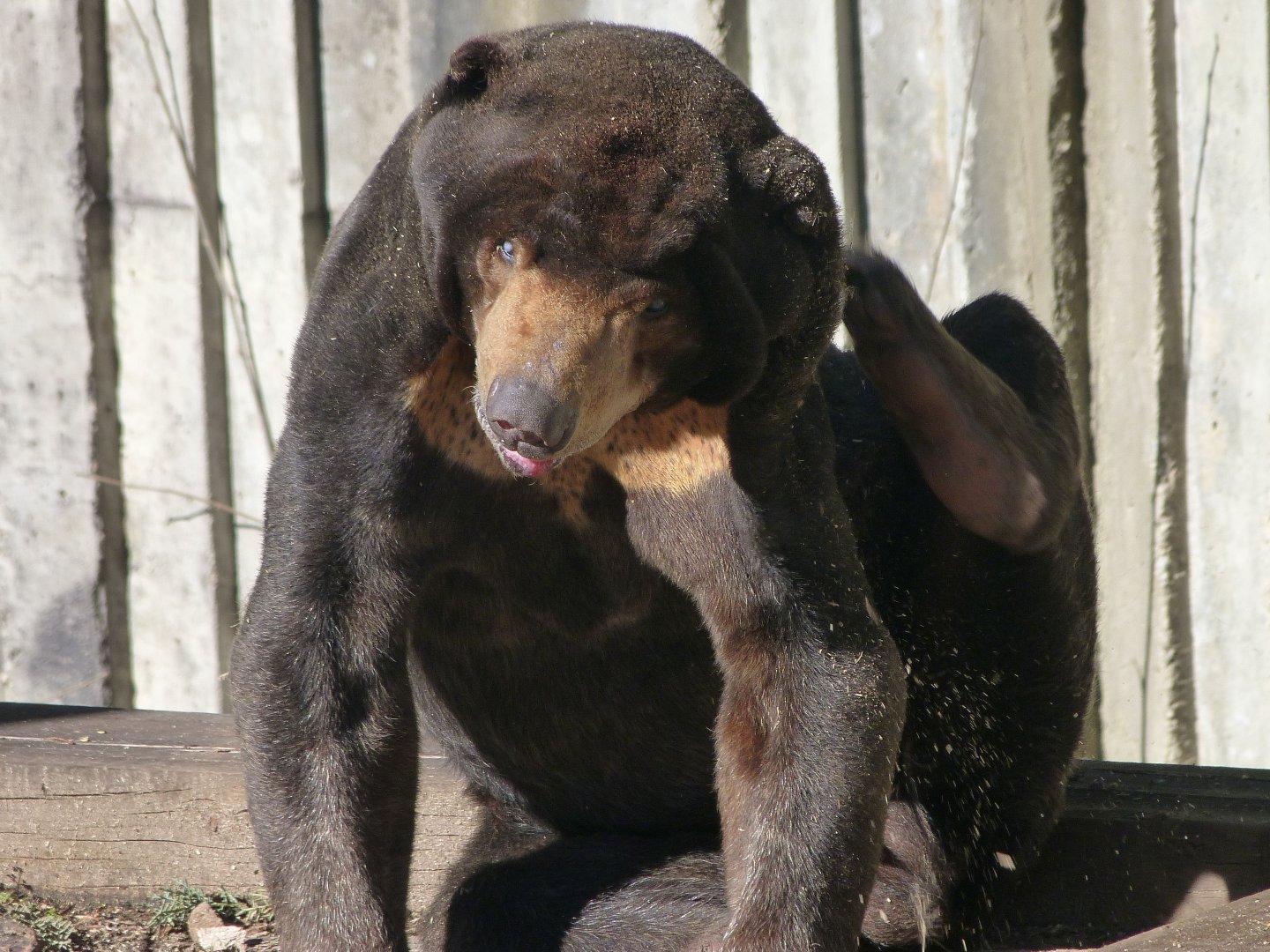 Malayan sun bear -Zoo Aquarium de Madrid (2025)