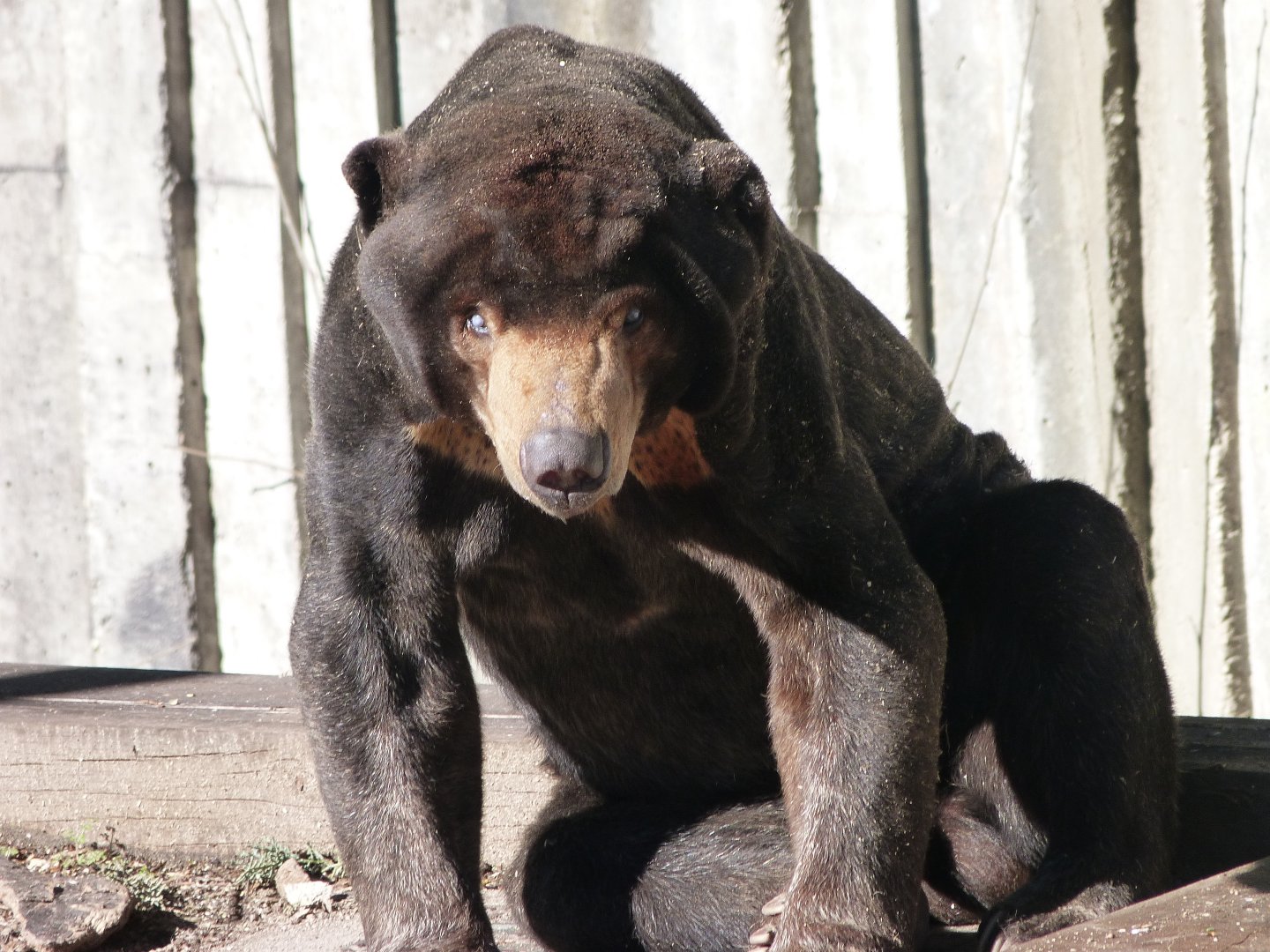 Malayan sun bear -Zoo Aquarium de Madrid (2025)