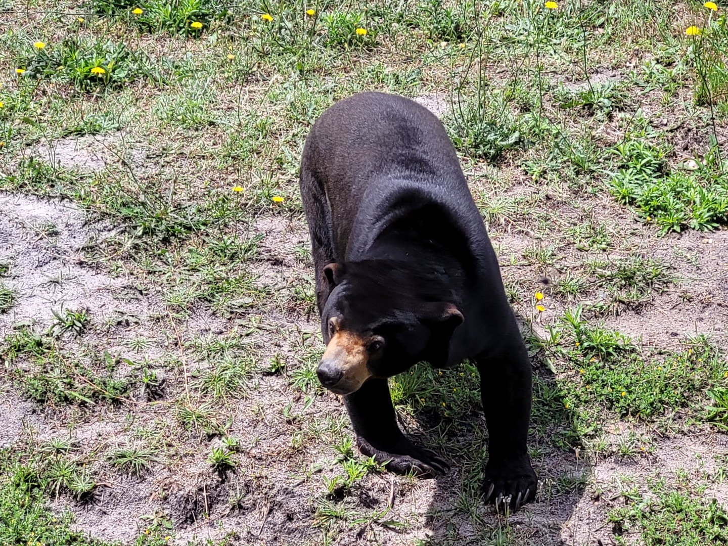 Malayan sun bear -Zoo du bassin d'Arcachon (2024)