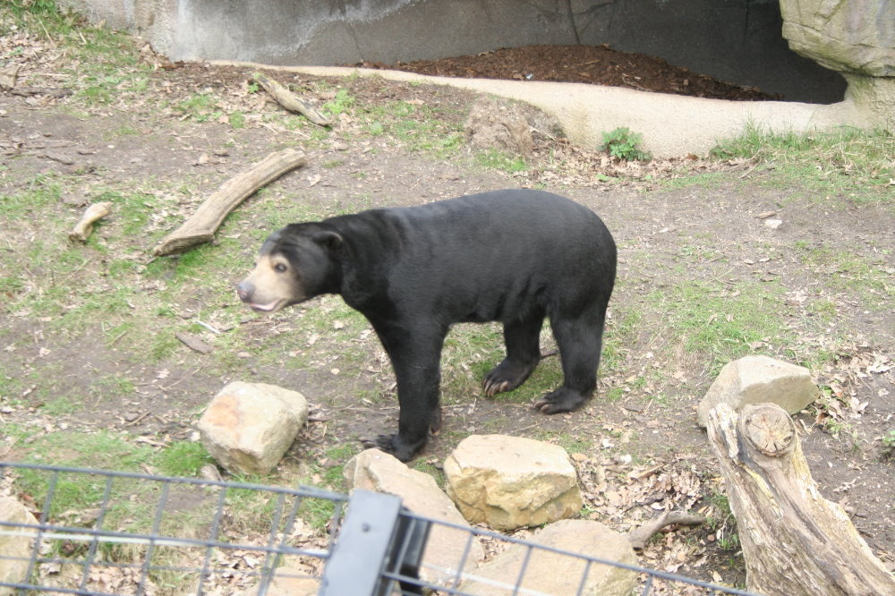 Malayan Sun Bear