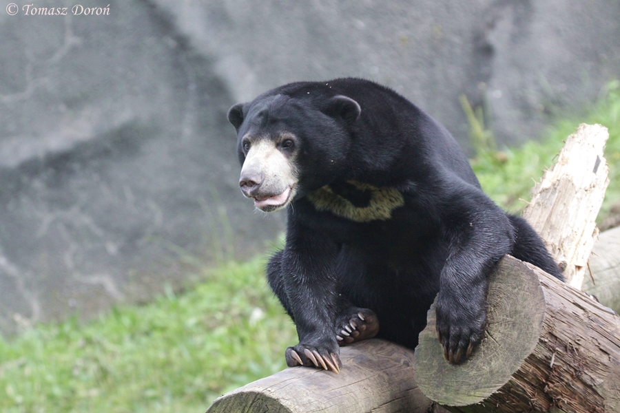 Malayan sun bear